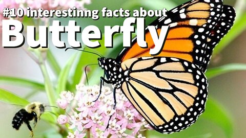 10 Amazing facts of Butterflies You don't know