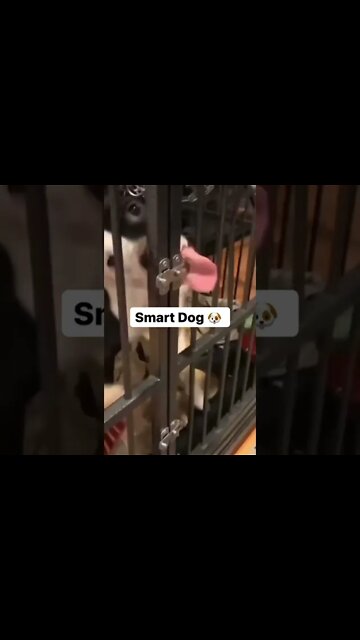 SMART DOG 🐶