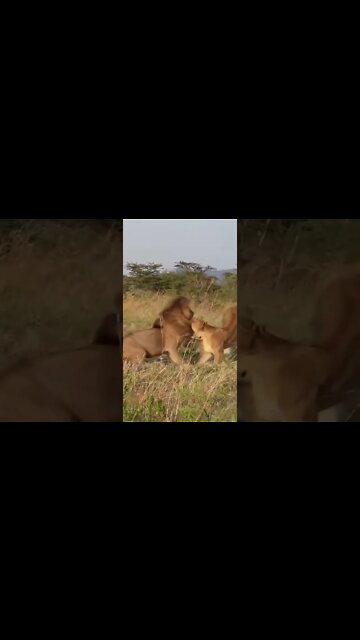 Lion 🦁 don't mess when eating 🤣 #Shorts #ytshorts #UbertainmentFun #Dogs #Animals #Fun