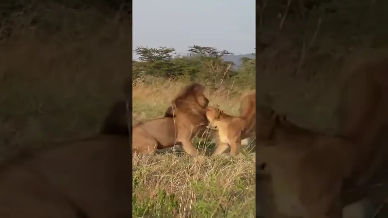 Lion 🦁 don't mess when eating 🤣 #Shorts #ytshorts #UbertainmentFun #Dogs #Animals #Fun