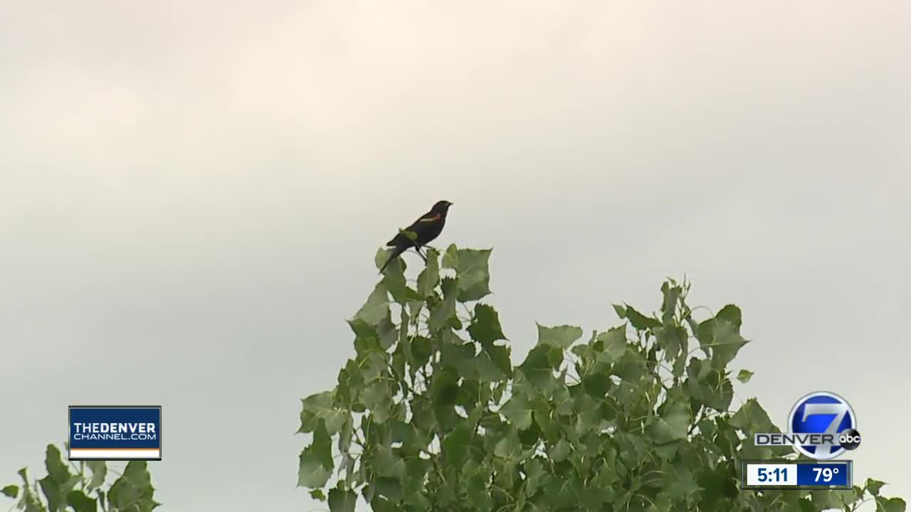 A blackbird is 'dive-bombing' joggers at Sloan’s Lake