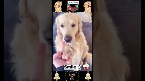 #05_😂🐶😂 #Baby #Dogs - #Cute and #Funny #Dog Video 😂🐶😂 (#2022)