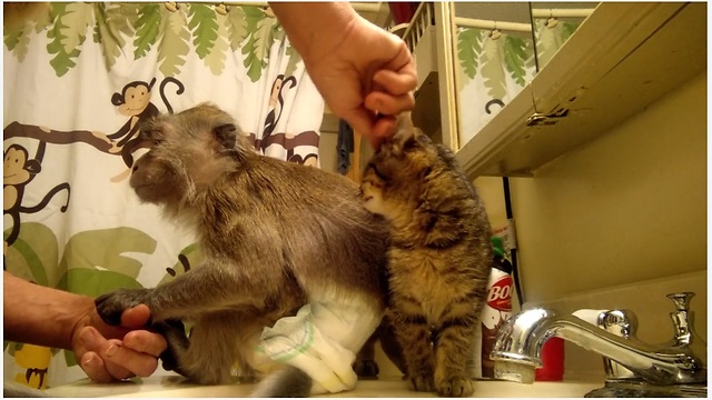 Jealous monkey & kitten scramble for owner's affection