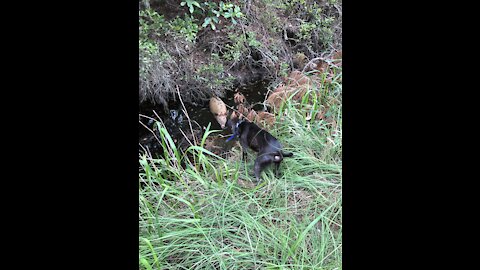 Hog hunting with dogs in Florida