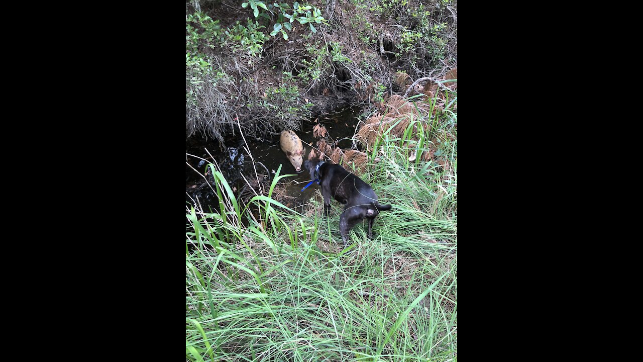 Hog hunting with dogs in Florida