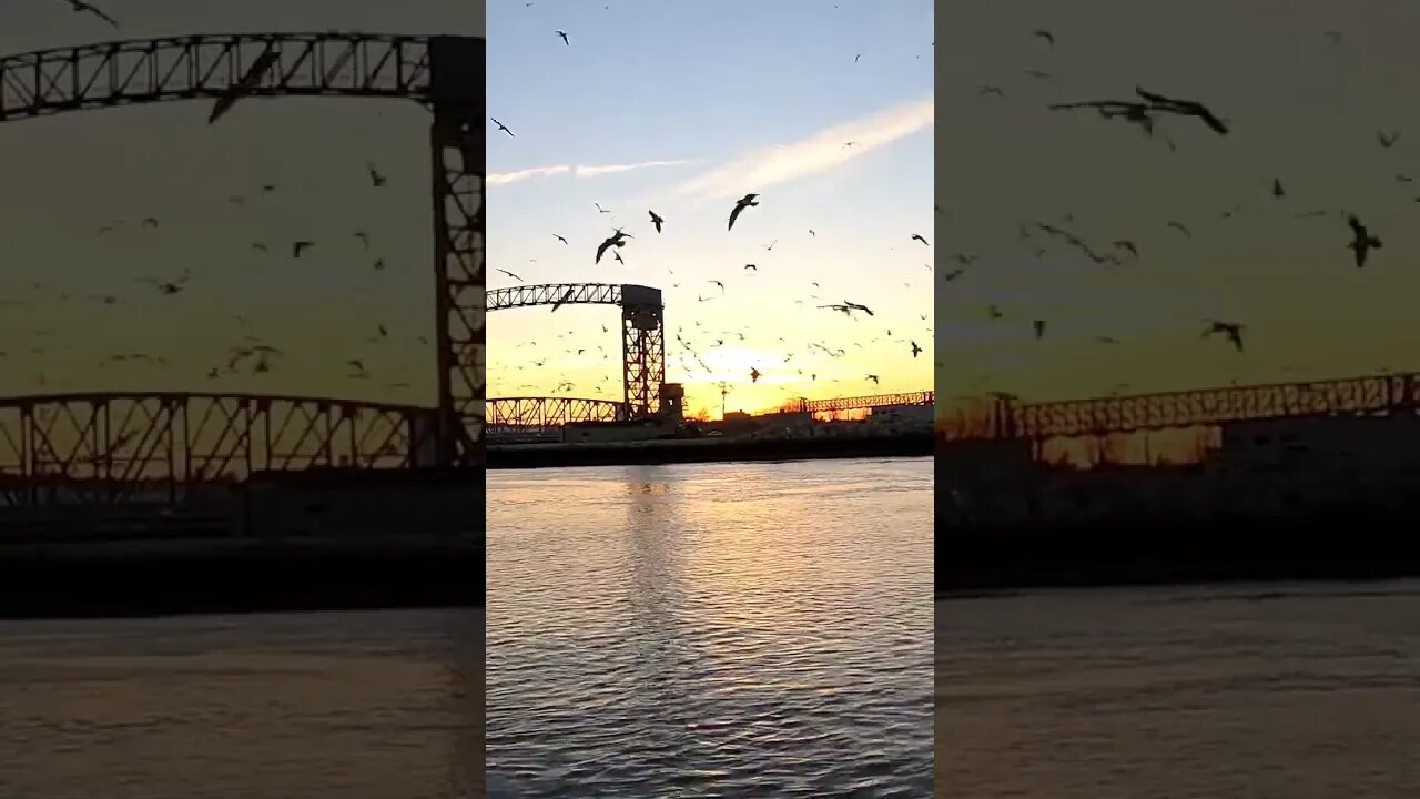 🦢RISE & SHINE🌅 #goodmorning #riseandshine #sunrise #seagull #seagulls #beautiful #beauty #skyart