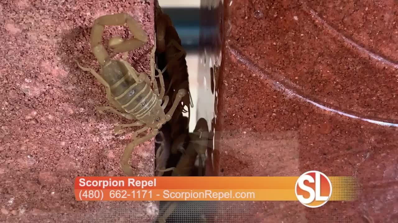 Scorpion Repel shows us how they keep scorpions out of your home