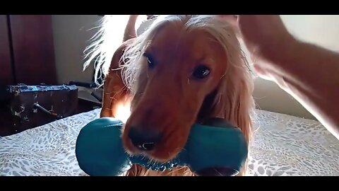 #dogshow, #amimals, #dogs, #shorts