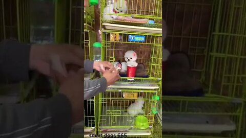 WHY.ARE.YOU.SO.CUTE??? #Puppy #Dogs #Shorts #Puppyvideo #Shortvideo #dog #doglover #cutedog #puppylo