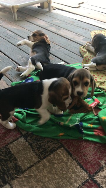 Beagle Puppies Playing
