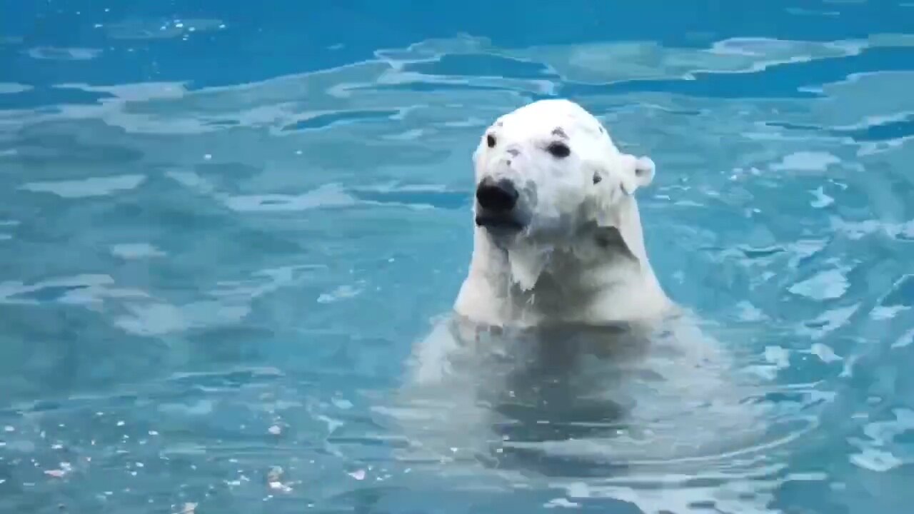 Visitors to the Rostov Zoo are concerned about the appearance of the polar bear