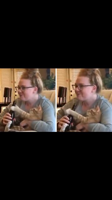 Cat Also Wants To Take A Sip Of Beer
