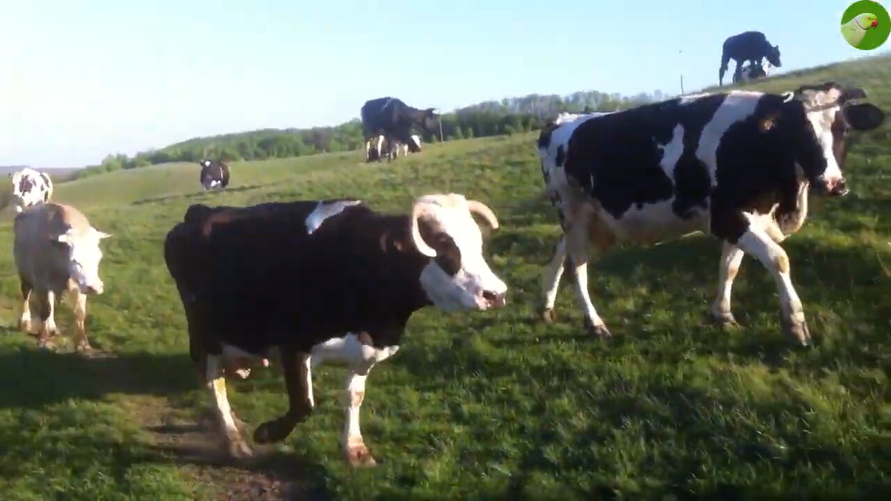 Funny cow video || 2023 || Animal videos