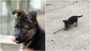 Cucciolo di cane impara a riportare il bastone