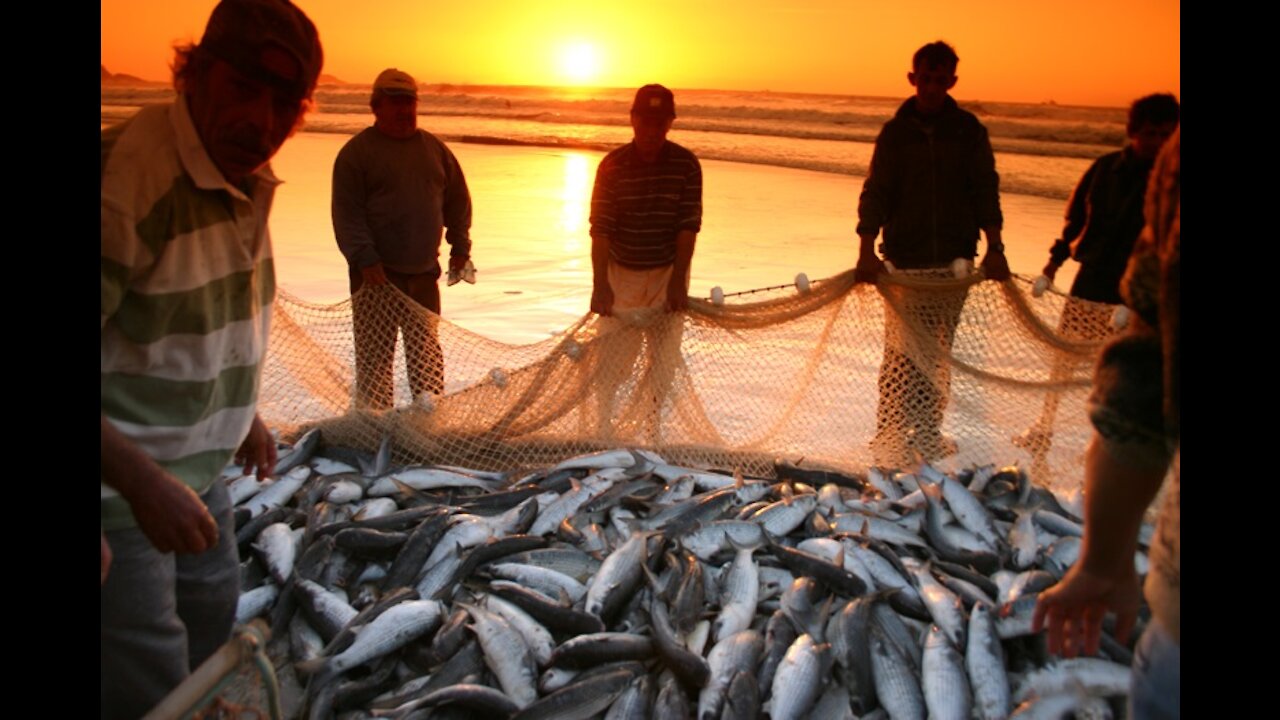 The Best Way To Catch Mullet Giants - Brazil (Mullet Fishing)