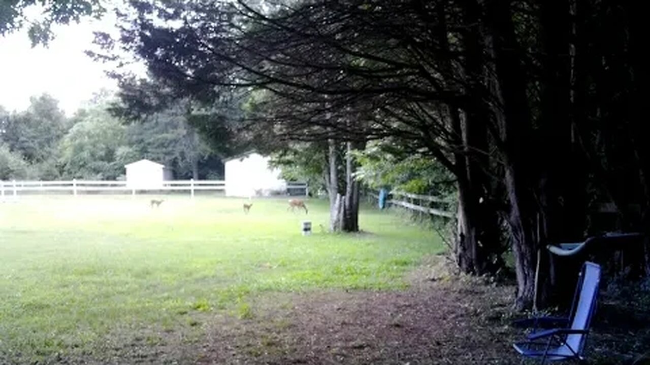 Young Deer wants to play