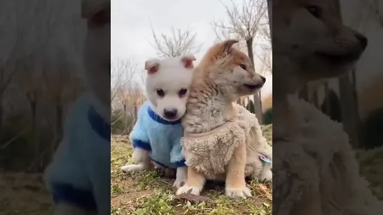 Loveable Puppies having fun together #petvideos #animalspets #shortspetsvideos