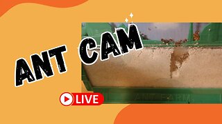 Ant Cam