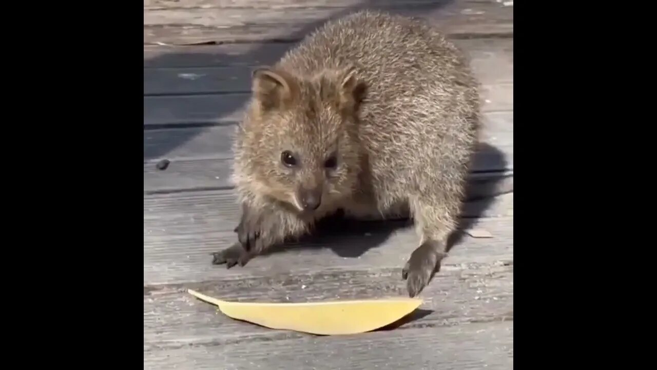 Cute funny Quokka -149