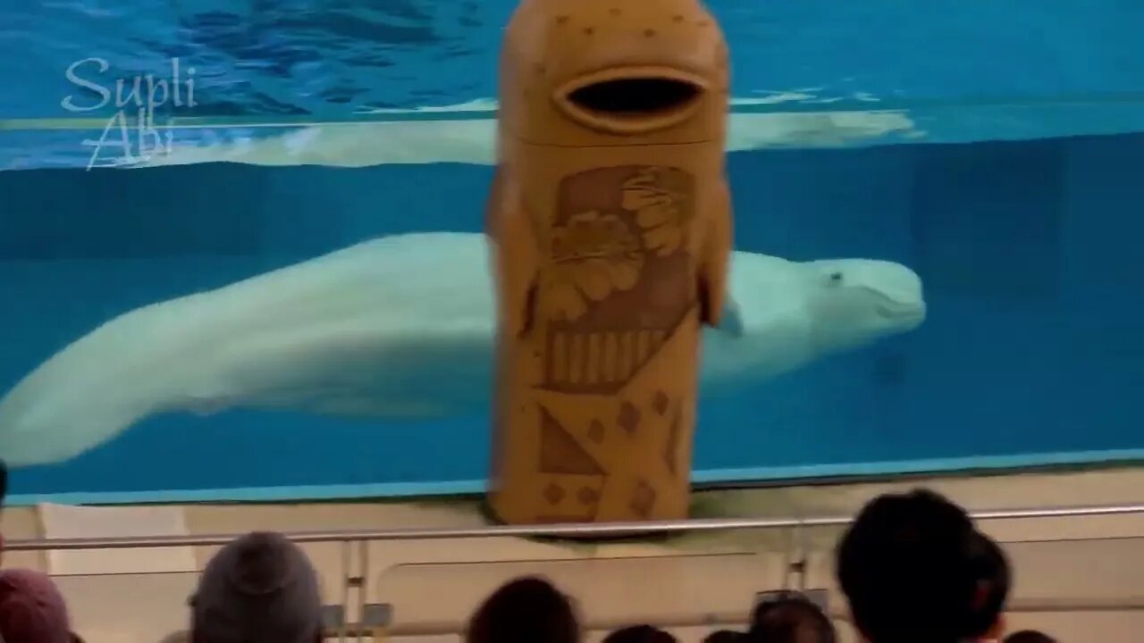 Beluga Whale Show At Yokohama Hakkeijima Sea Paradise