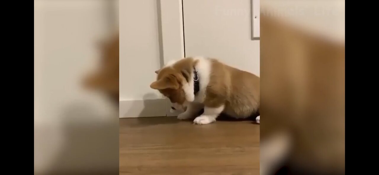 🤣 Funniest 🐶 Dogs and 😻 Cats - Awesome Funny Pet Animals Videos 😇