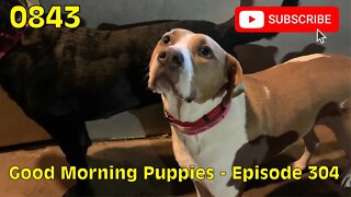 [0843] GOOD MORNING PUPPIES - EPISODE 304 [#dogs #doggos #doggies #puppies #dogdaycare]