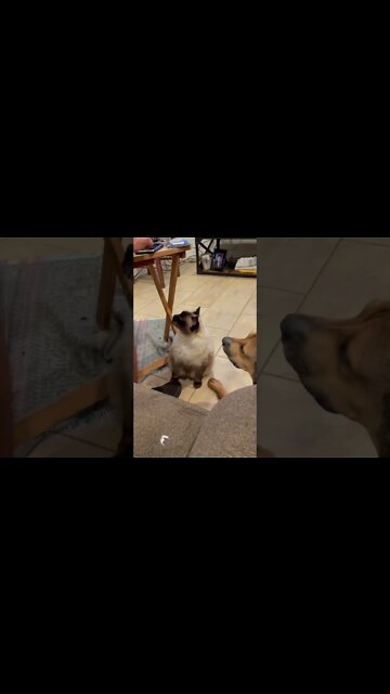 Can’t eat dinner without these animals BEGGING