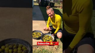 Jenny’s SUPER EXCITED ABOUT Harvesting Wild Black Walnuts! 👧🌰❤️ #shorts #viral #trending