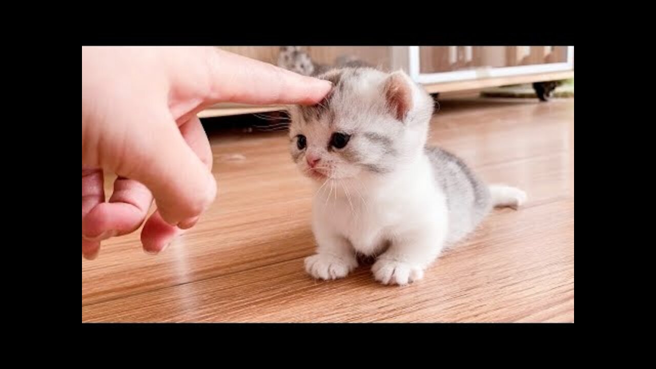 Cute And Funny Cat Videos 2021 New Funny Cat Videos