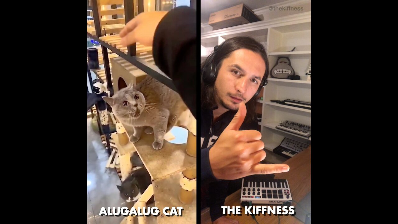 The cat and the music