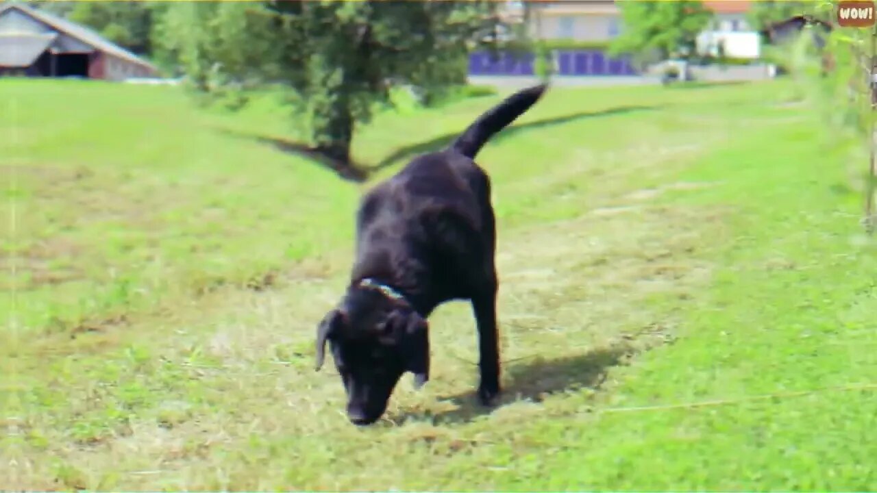 Cats Being JERKS! Savage Cats Attacking People Compilation