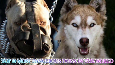 10 Most Dangerous Dogs in 2021