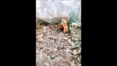 Tiny dog forces chicken to the ground! Funny! 😄