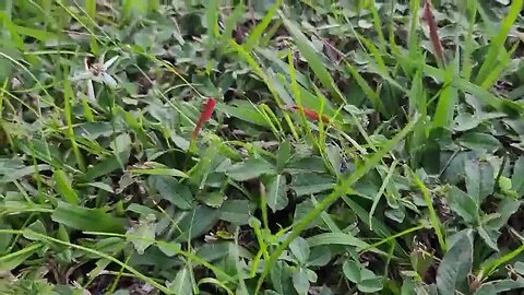 VAMOS A ORAR - 50 - Agradecemos el don de la Naturaleza pero jamás la idolatramos. FRAYNELSON MEDINA