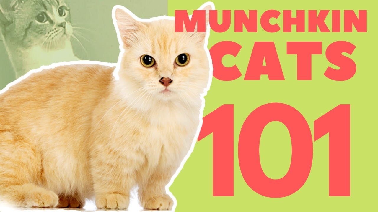 Munchkin Cats 101 : Breed & Personality