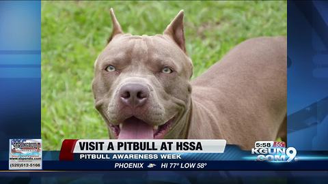 Humane Society of Southern Arizona celebrates pitbull awareness week