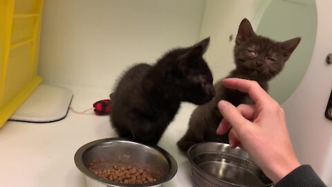 APL Pets of the Weekend: 2 adorable kittens who are vision-impaired