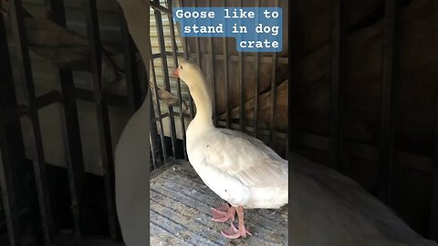 Goose likes to stand in dog crate #pilgrimgeese #gander