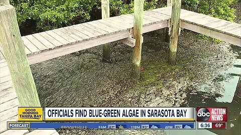 FWC confirms low level of red tide around Anna Maria Island