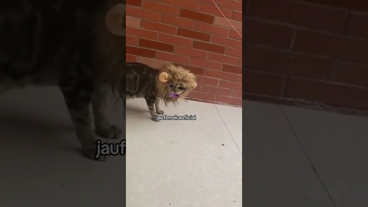 Gatonildes