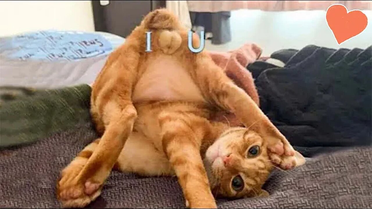 When your pet is actually a comedian -Aww Funny Animals Videos Compilation 2022