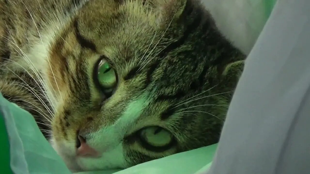 I Wonder What Hooman Is Thinking