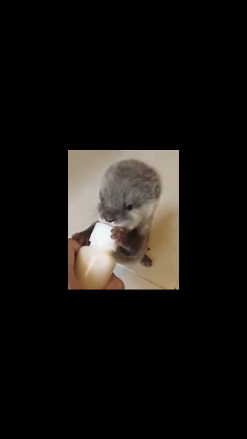 Cute Baby Otter