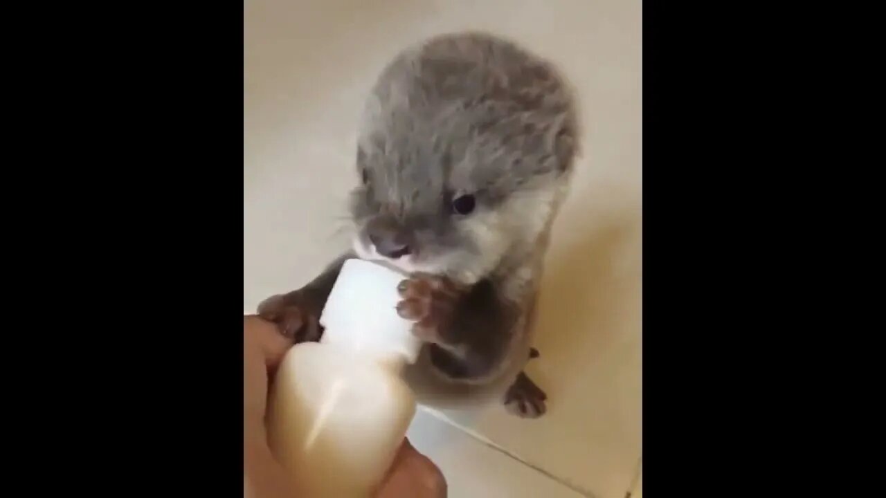 Cute Baby Otter