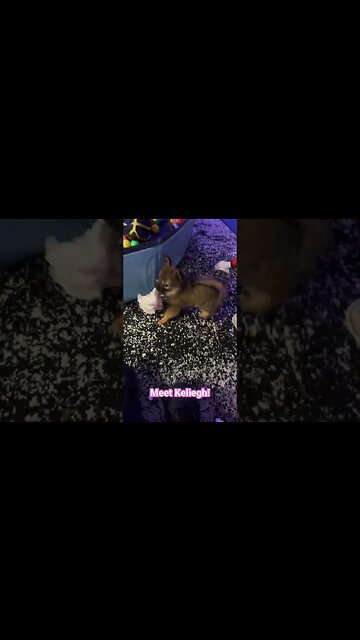 Meet our puppy Keliegh