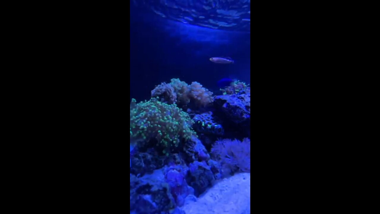 Reef Tank