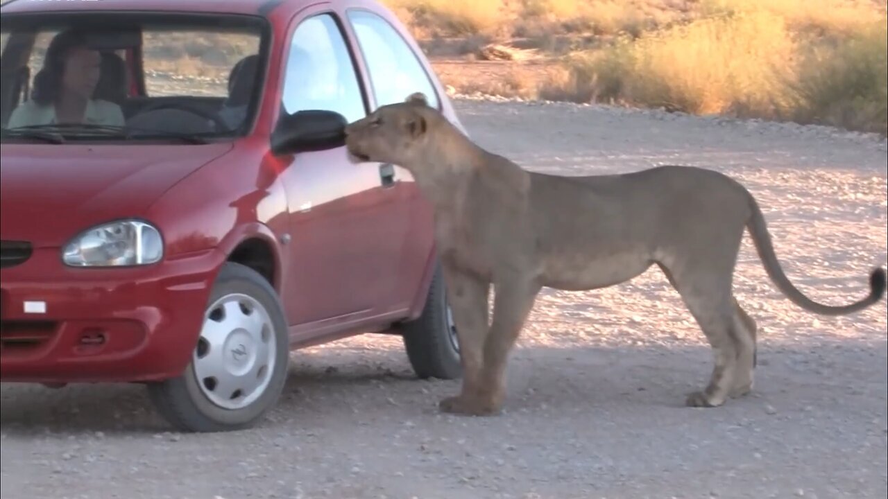 Tourists face lioness trying to get into their vehicle