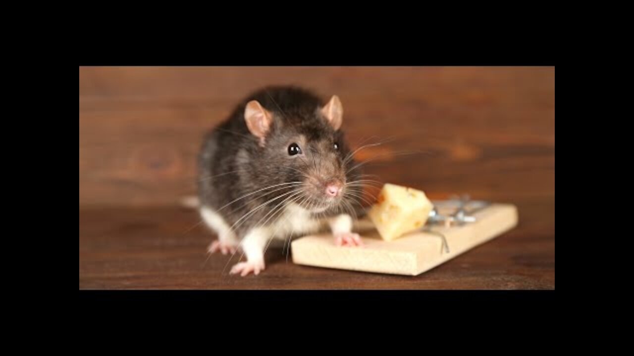 How to Kill a Live Mouse