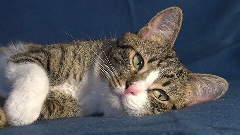 A Cat with Beautiful Eyes