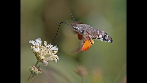 Incredible Hummingbird Hawk Moth